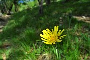 16 Fiore di tusillago tartara